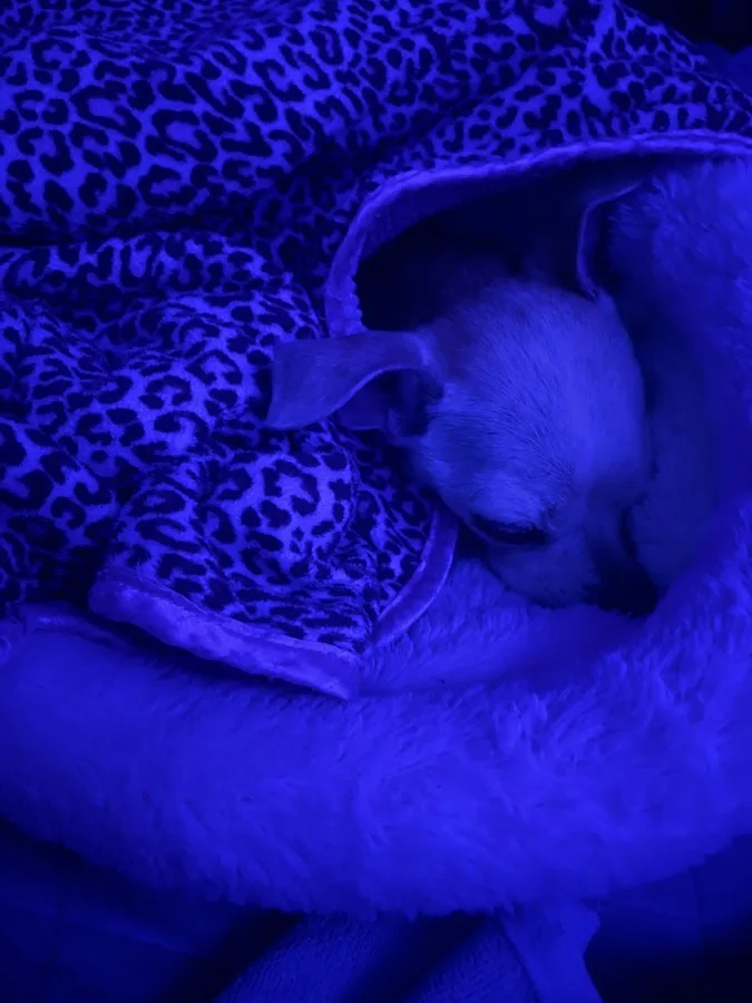 1st Pet Veterinary Centers - Chandler