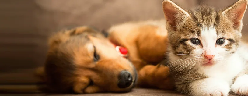 1st Pet Veterinary Centers - Mesa primary photo