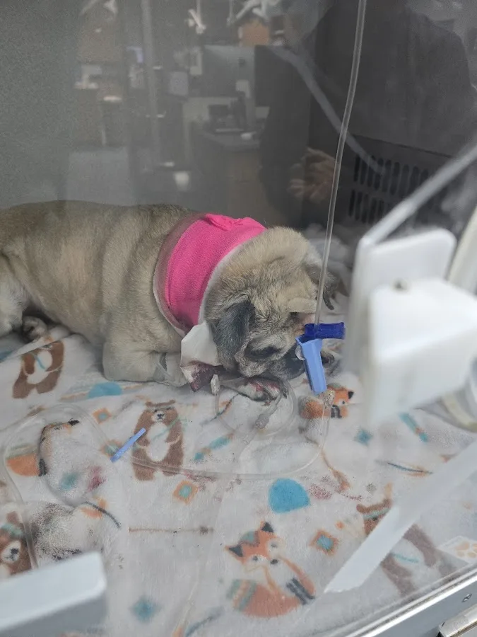 1st Pet Veterinary Centers - Mesa