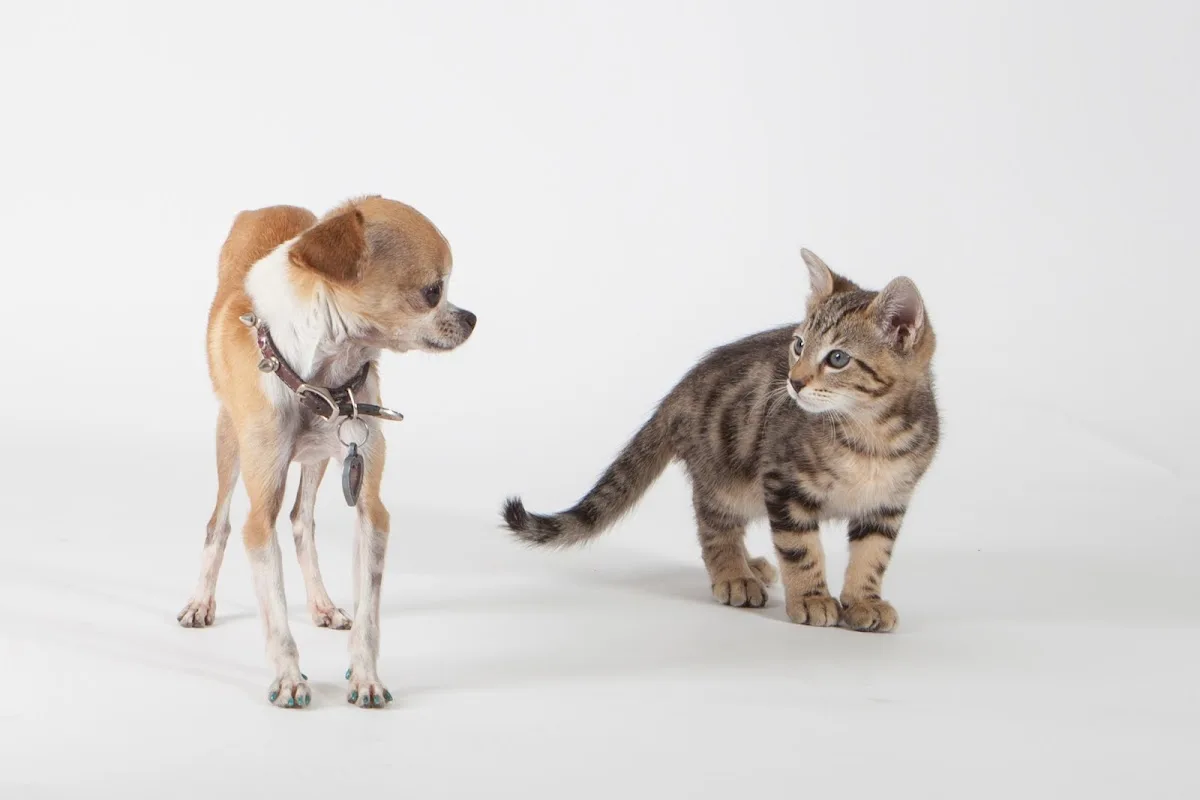 1st Pet Veterinary Centers - North Valley