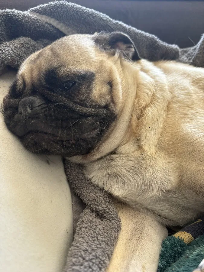 1st Pet Veterinary Centers - North Valley