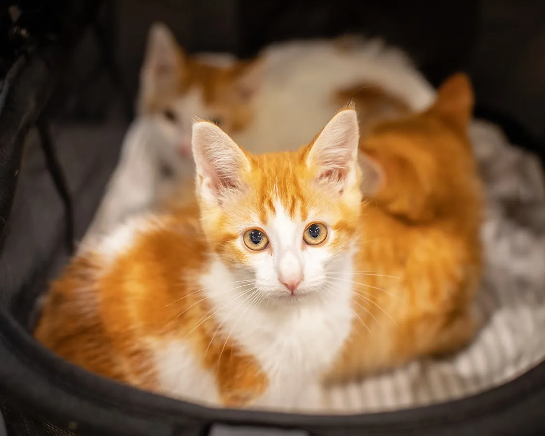 1st Pet Veterinary Centers - North Valley