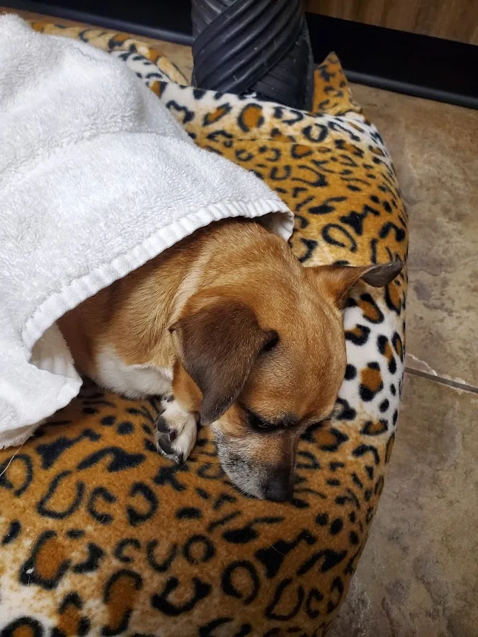 24 Hour Emergency Vet