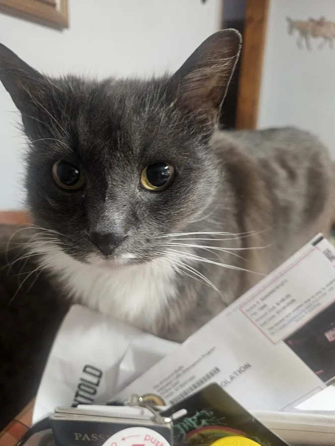 24th Street Animal Clinic: Johnson N DVM