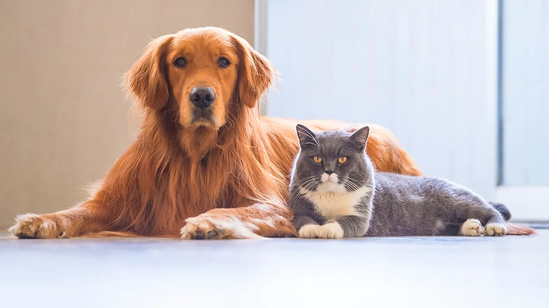 24th Street Animal Clinic: Johnson N DVM