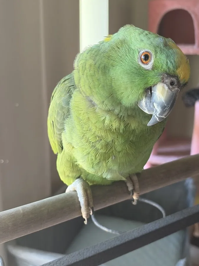 ACCESS Specialty Animal Hospitals - Los Angeles