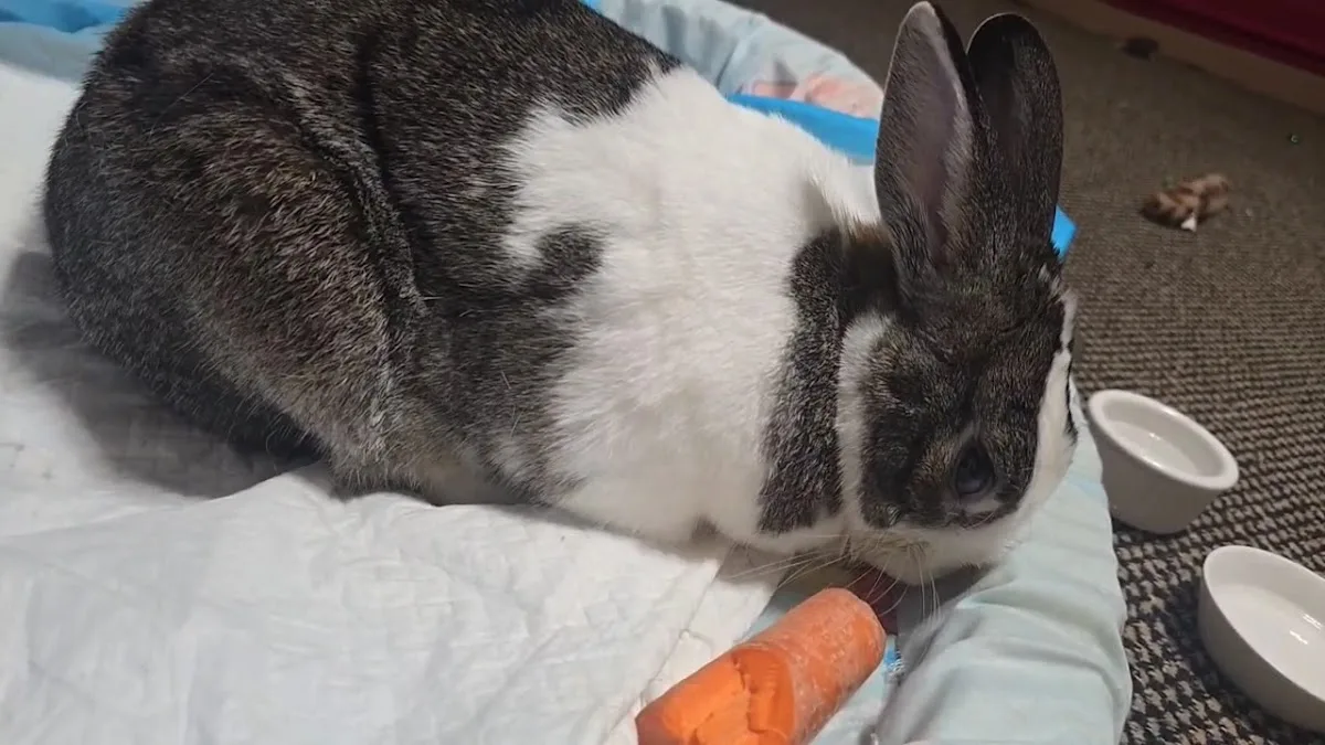 ACCESS Specialty Animal Hospitals - Los Angeles