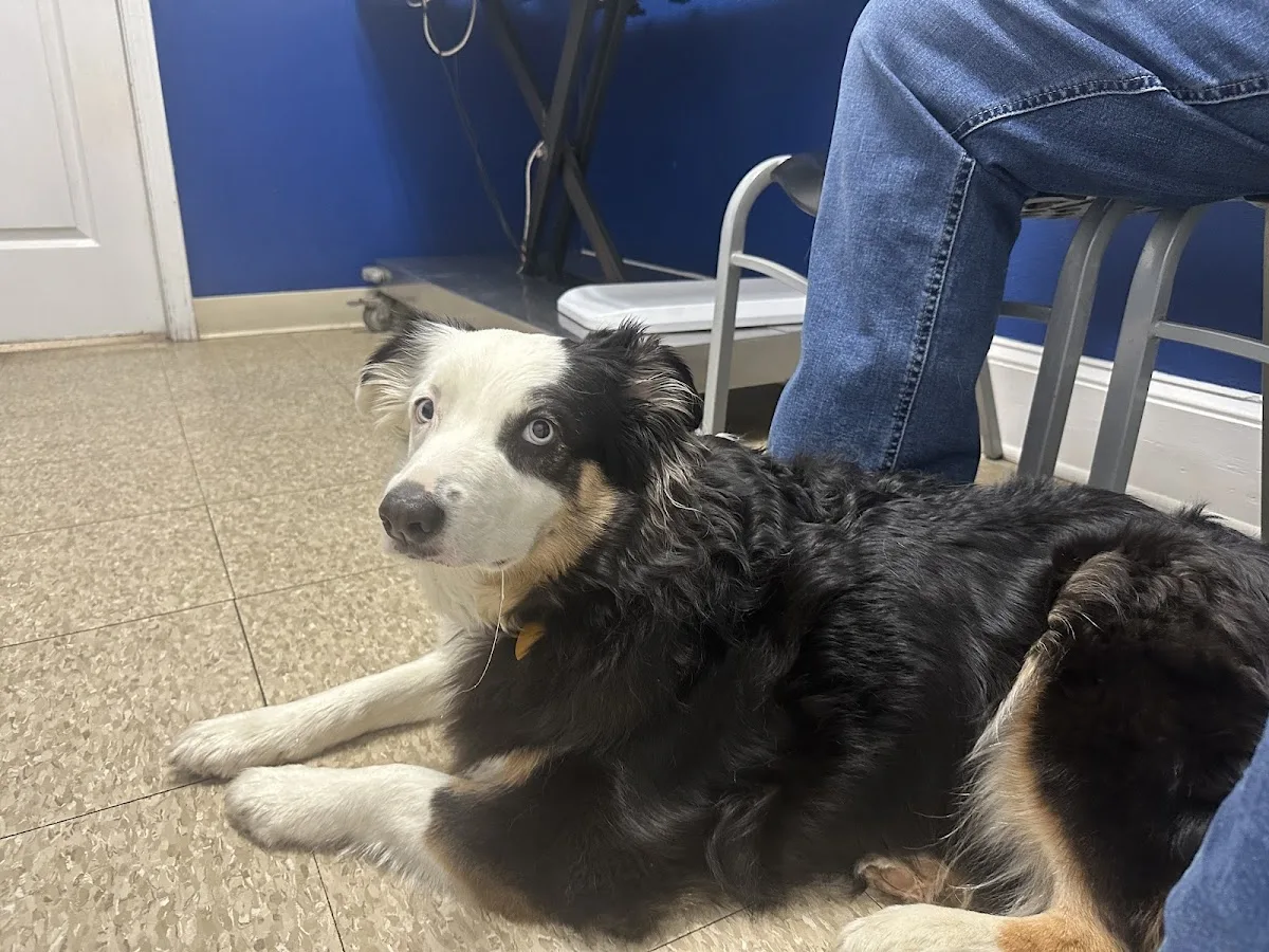 Advanced Animal Care Emergency