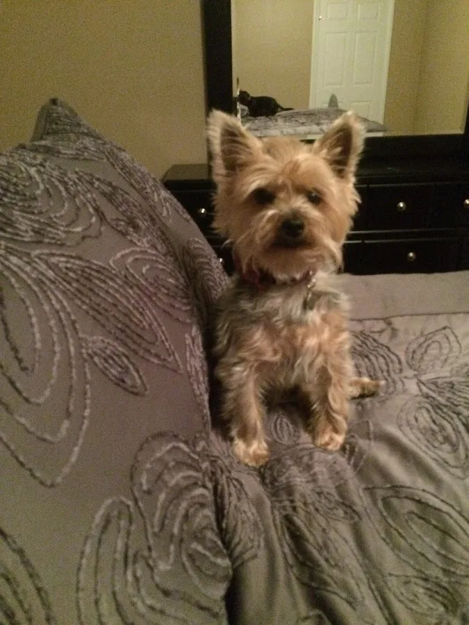 Advanced Animal Emergency primary photo