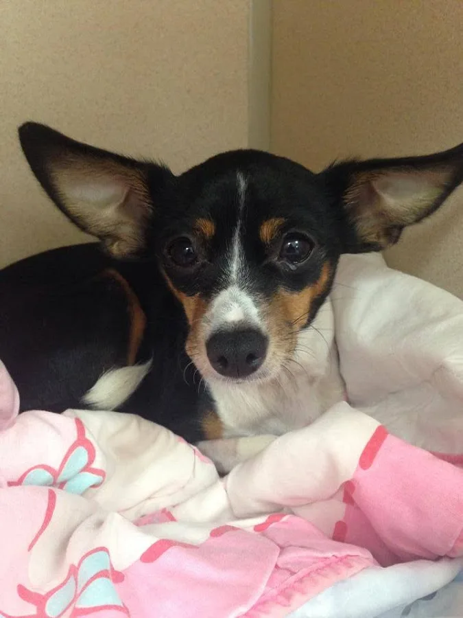 Advanced Animal Emergency