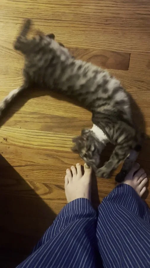 Advanced Animal Emergency