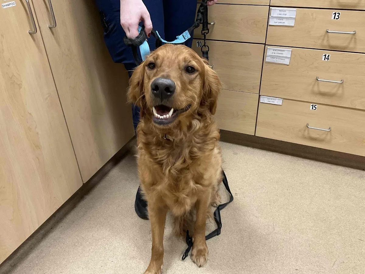 Advanced Veterinary Care