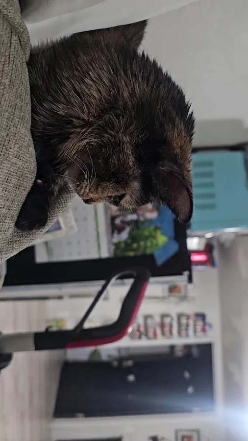 Advanced Veterinary Care