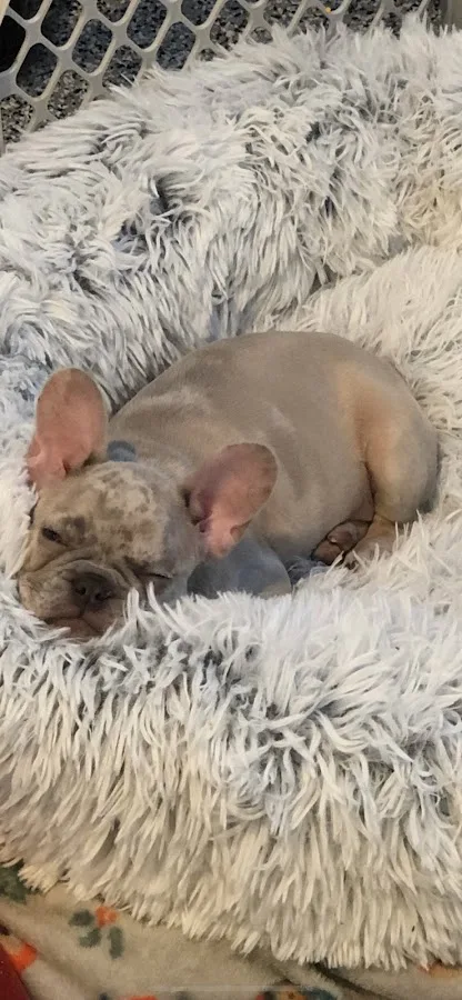 Advocate Veterinary Services By Referral and Appointment Only