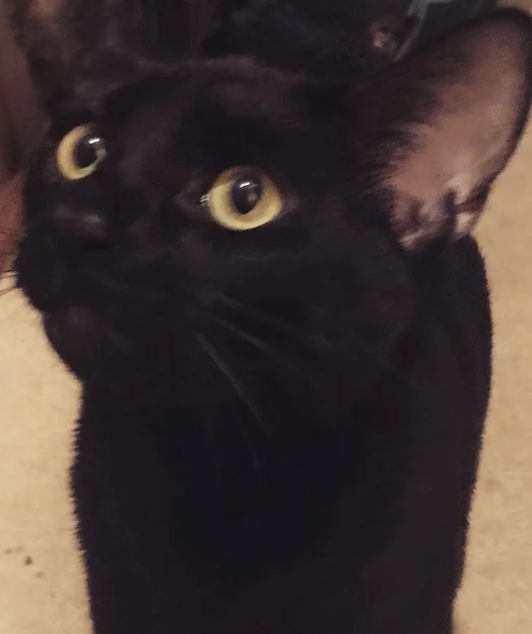 Affiliated Veterinary Emergency Service