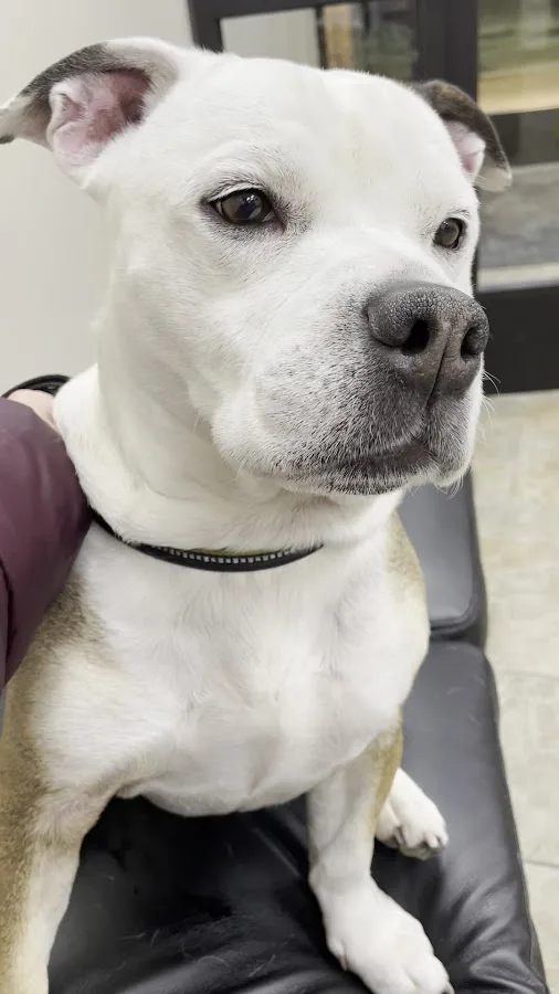 Affiliated Veterinary Emergency Service