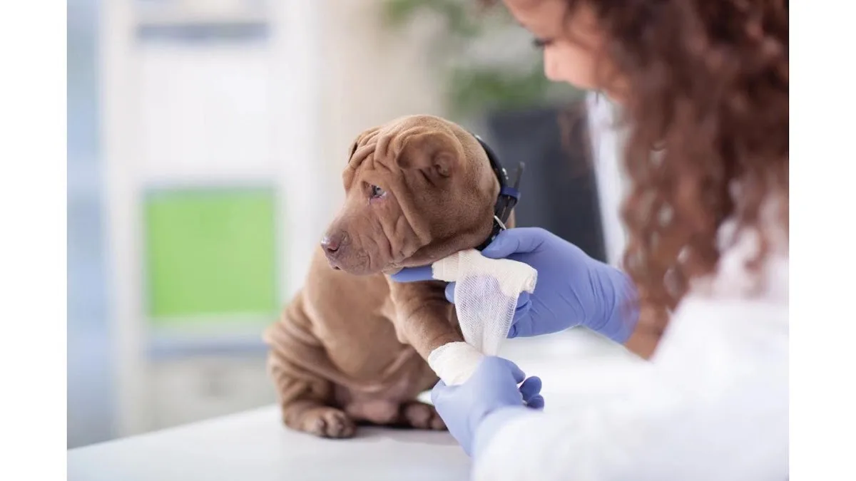 Affordable Animal Emergency Clinic primary photo