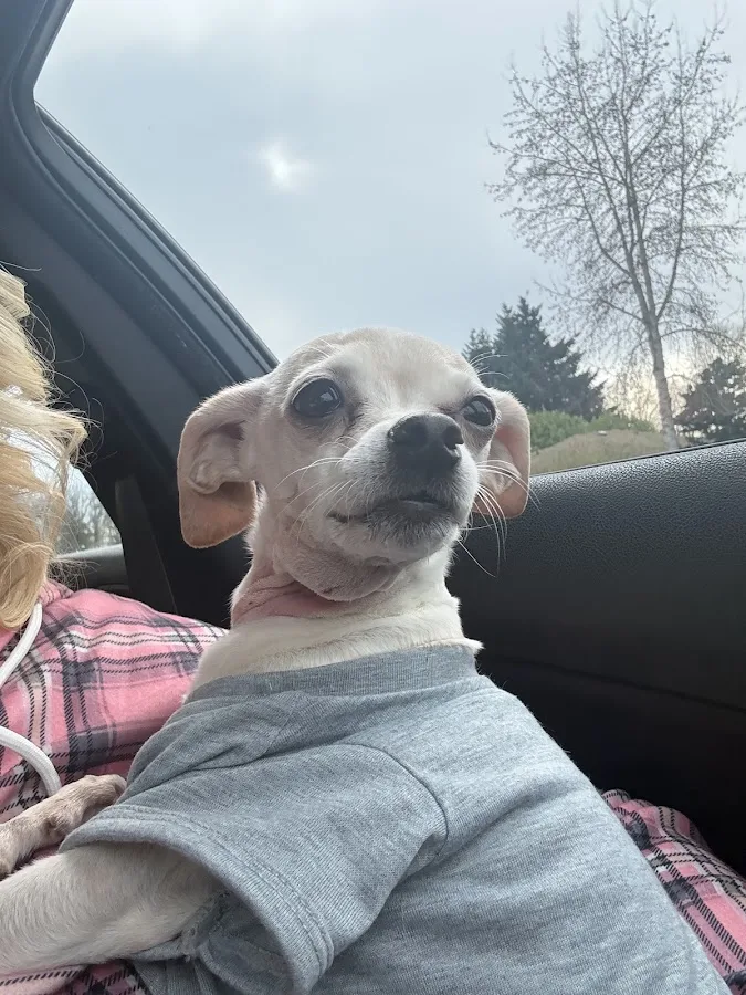 Affordable Animal Emergency Clinic