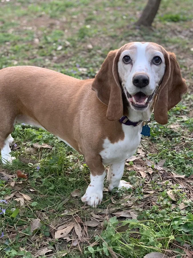 After Hour Animal Hospital