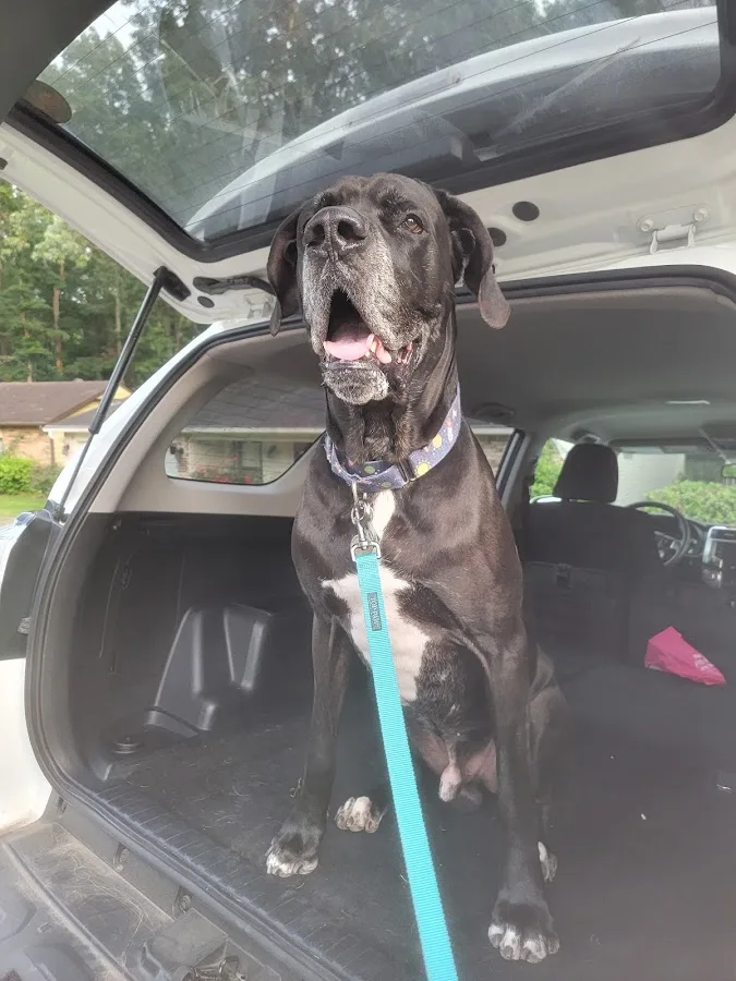 After Hour Animal Hospital