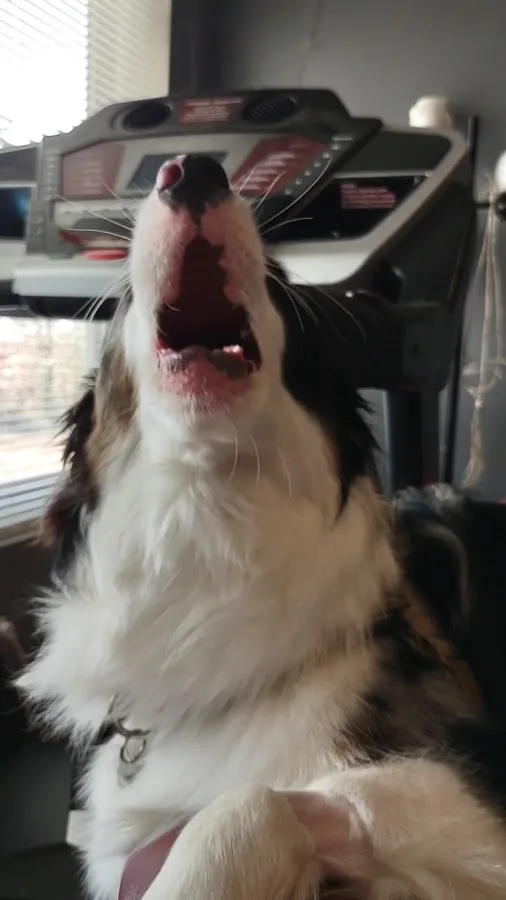 After Hour Animal Hospital