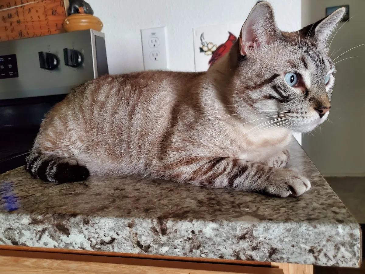 After Hours Vet Clinic