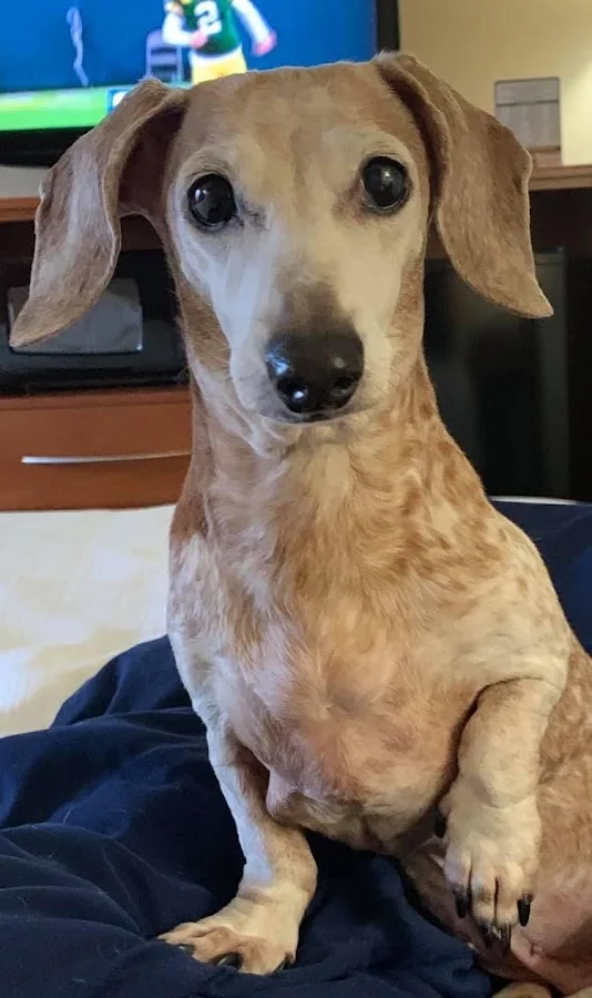 After Hours Veterinary Emergency Clinic, PA