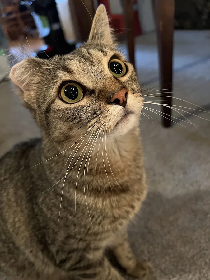 After Hours Veterinary Emergency Clinic, PA