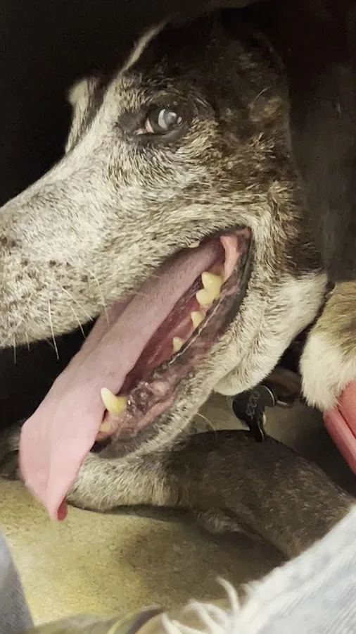 Airport Animal Emergi-Center