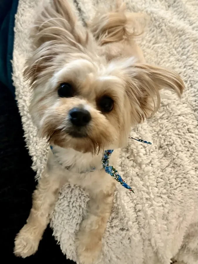 Airport Freeway Animal Emergency Hospital