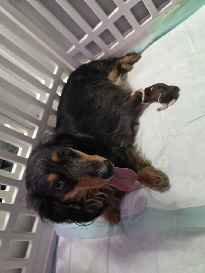 All City Pet Care Veterinary Emergency Hospital