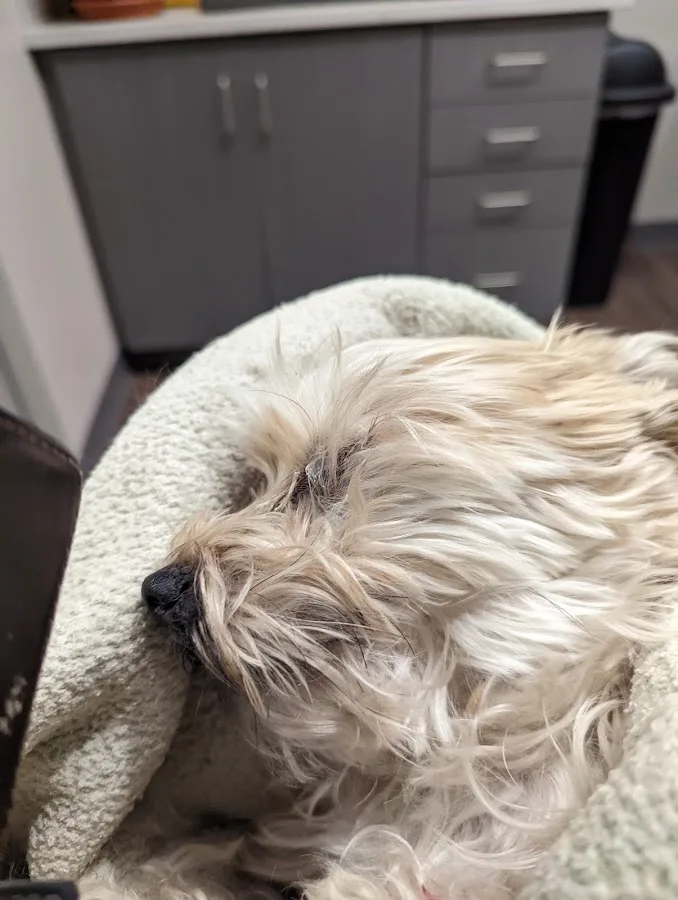 All City Pet Care Veterinary Emergency Hospital