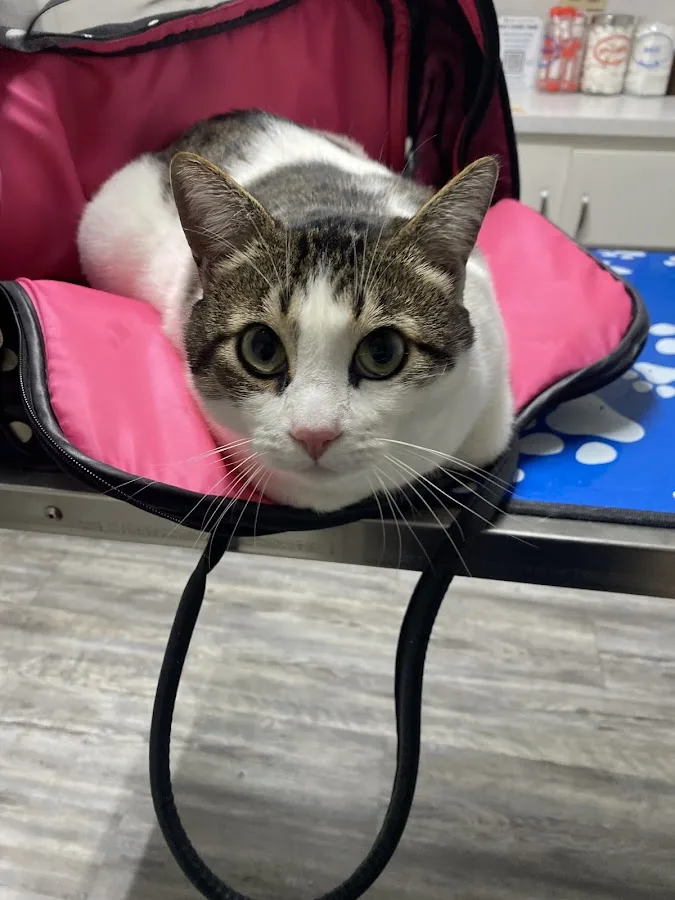 All Creatures Veterinary Emergency Clinic | Stockton