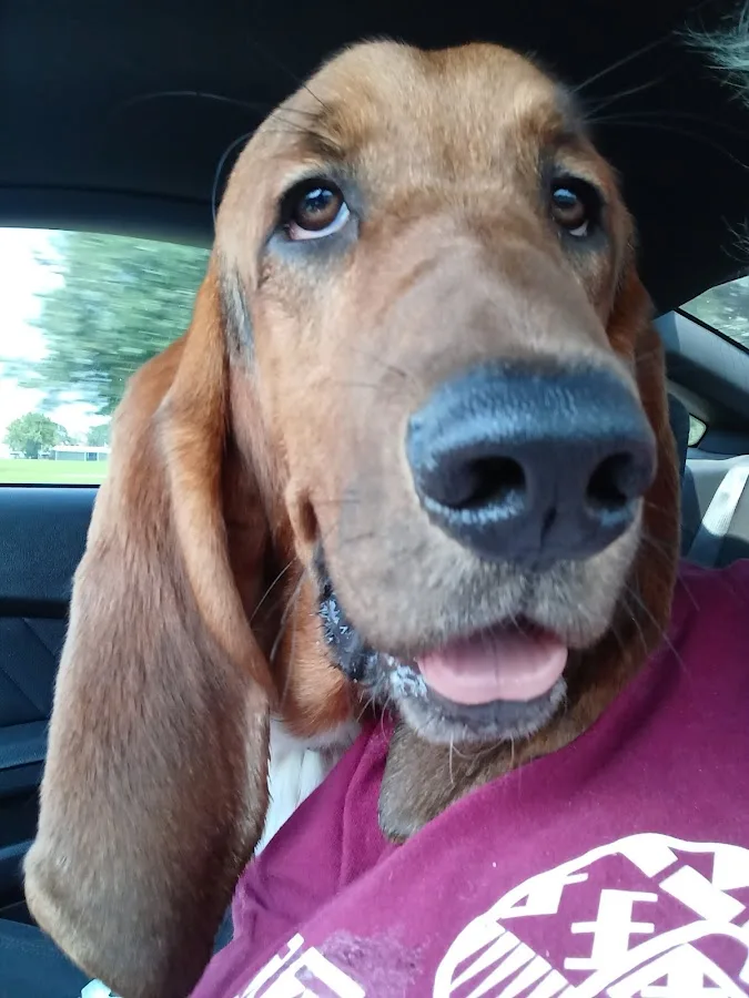 All Pets Hospital: Carlino Louren DVM