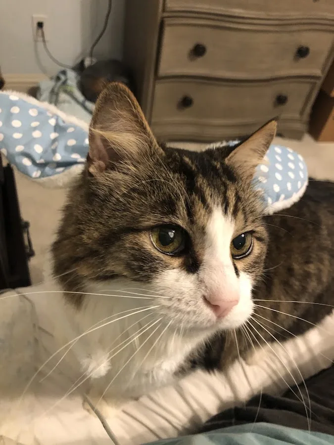 All Pets Hospital: Carlino Louren DVM