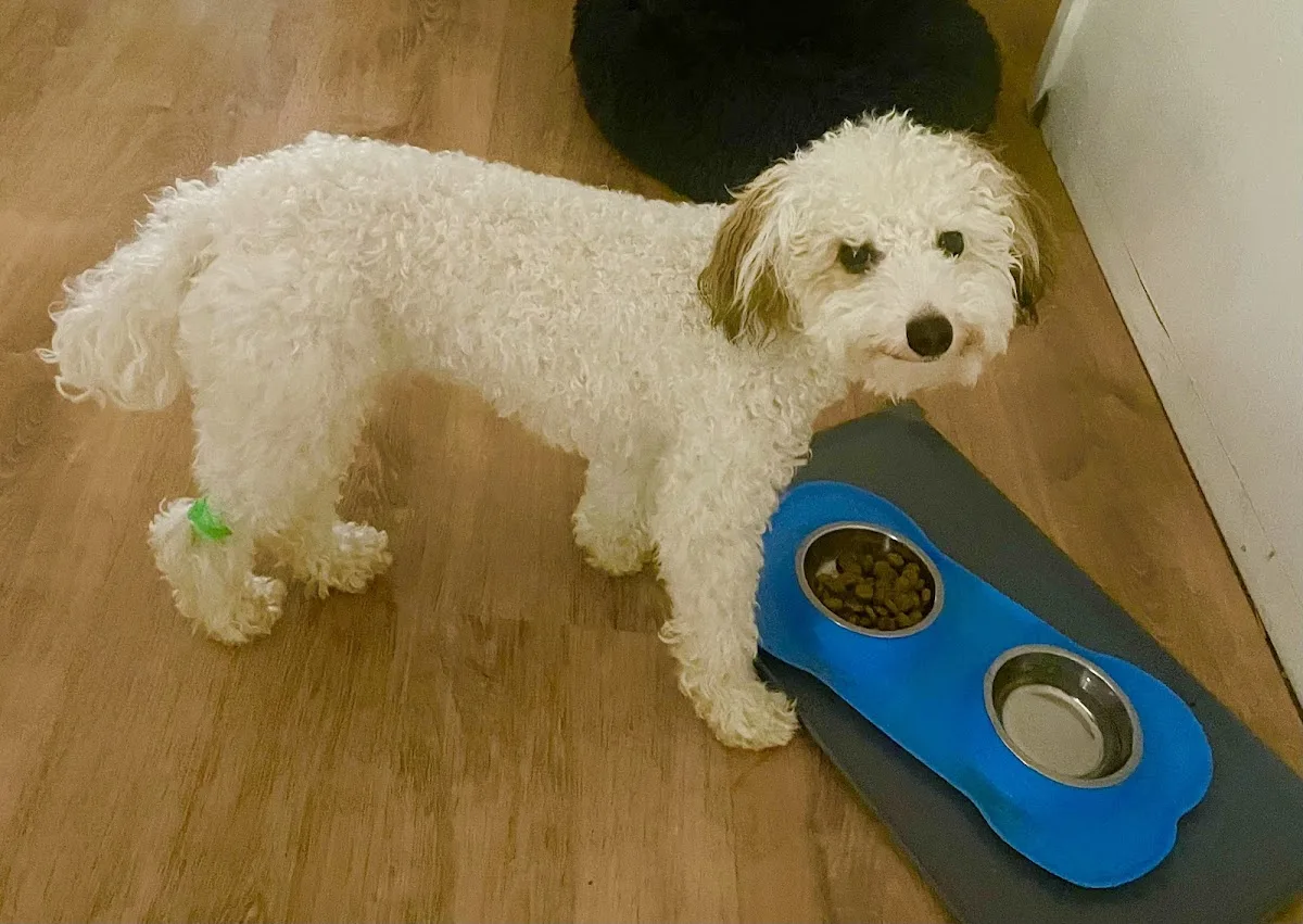 All Valley Animal Care Center