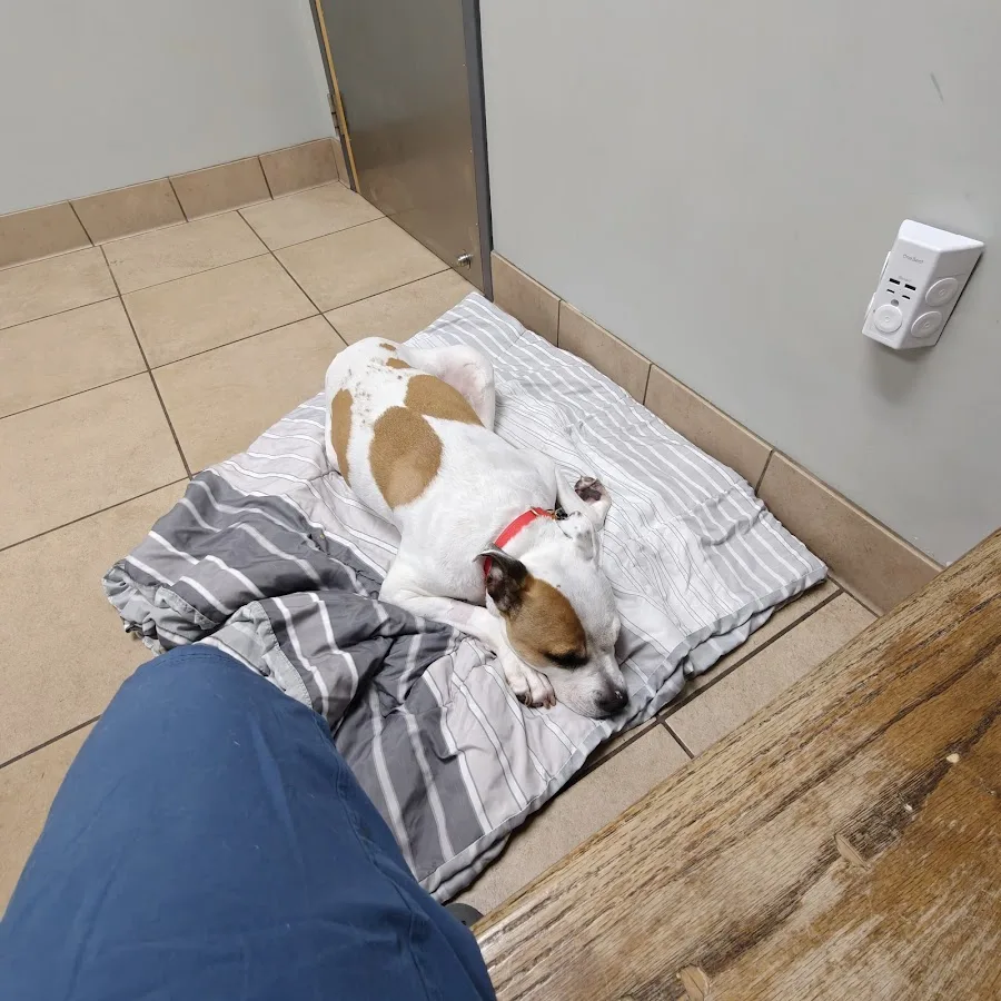 Allied Veterinary Emergency Hospital