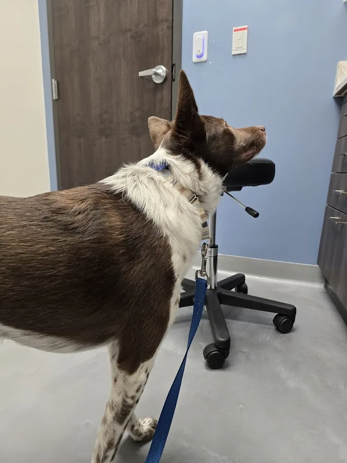 Allied Veterinary Emergency & Referral