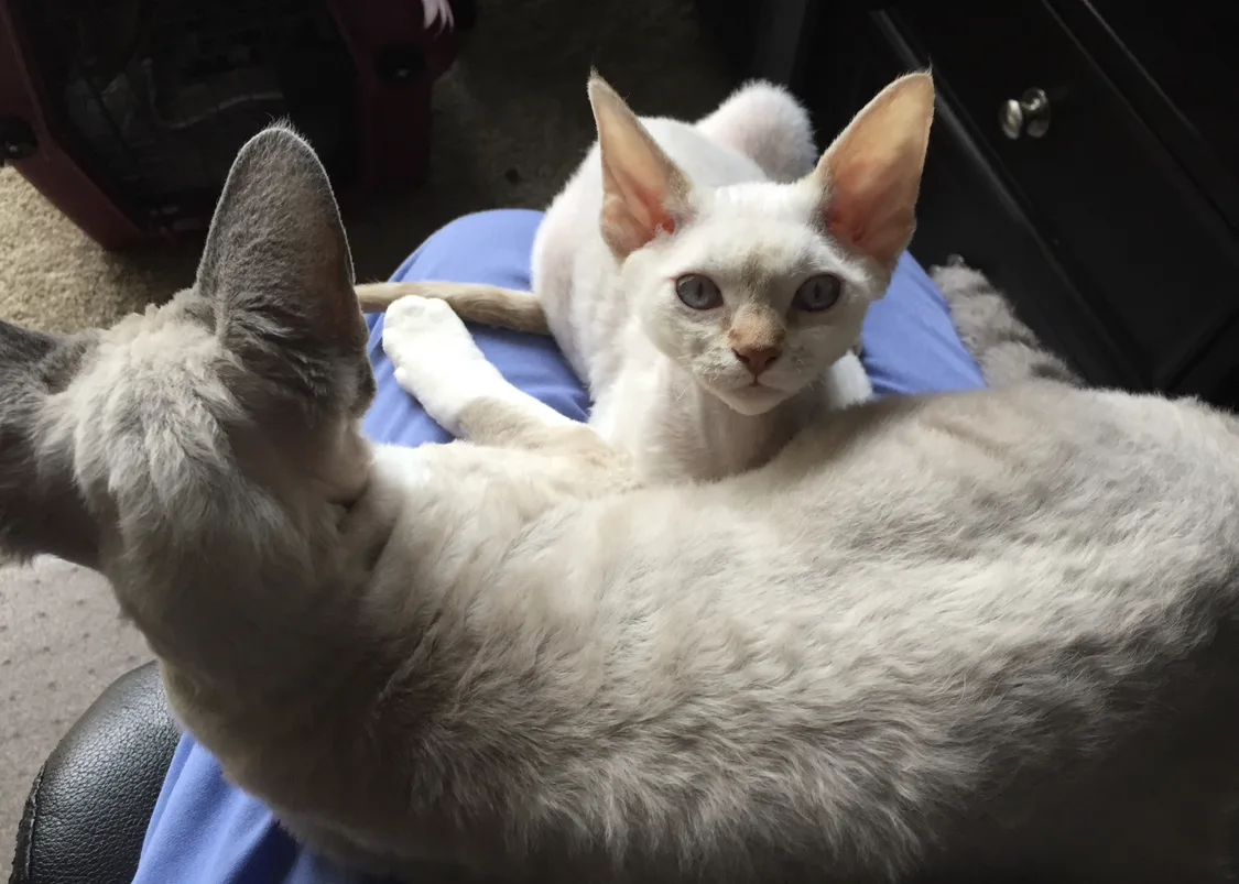 Allied Veterinary Emergency & Referral