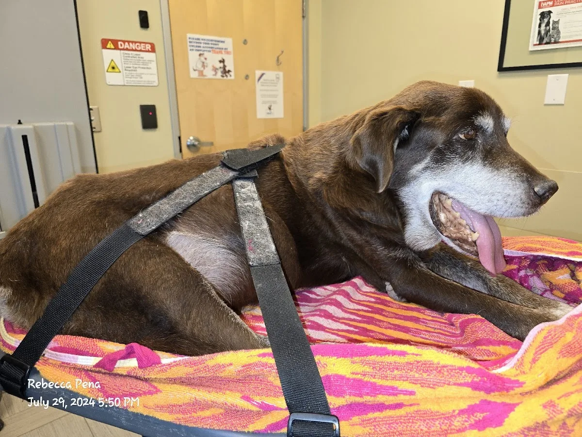 Allred Carie DVM primary photo