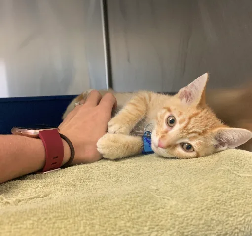 Alma School Animal Hospital