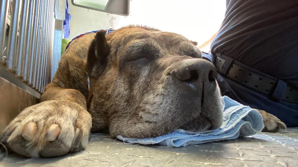 AmbuVet Pet Ambulance