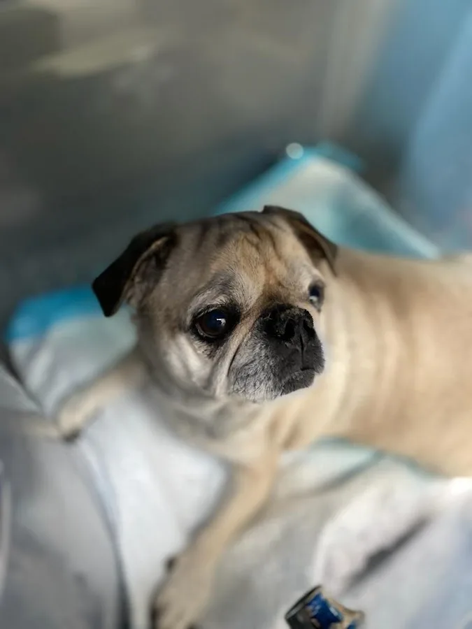 AmbuVet Pet Ambulance