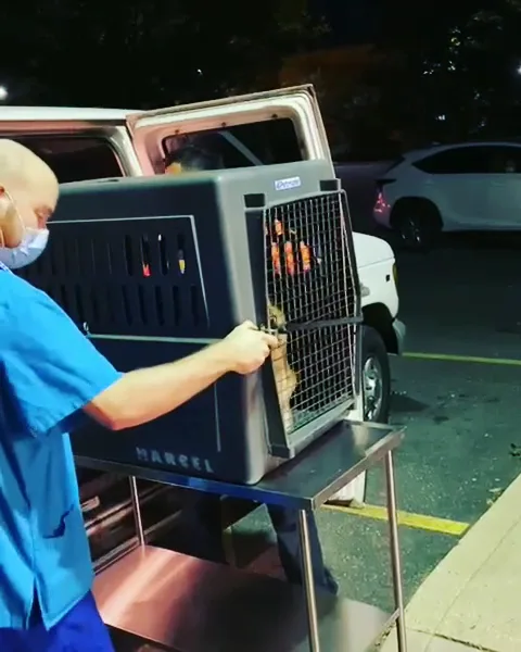 AmbuVet Pet Ambulance