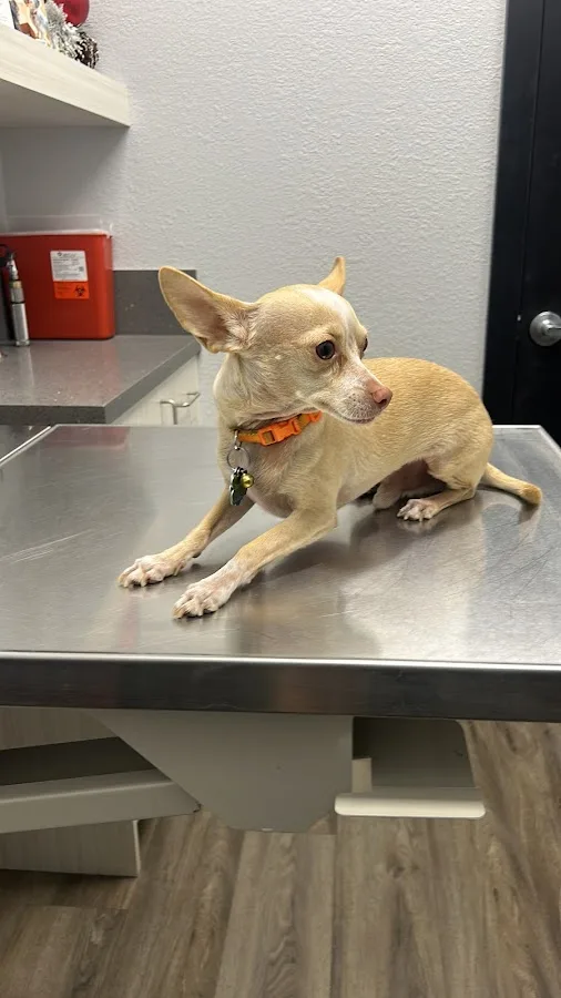 American Pet Hospital