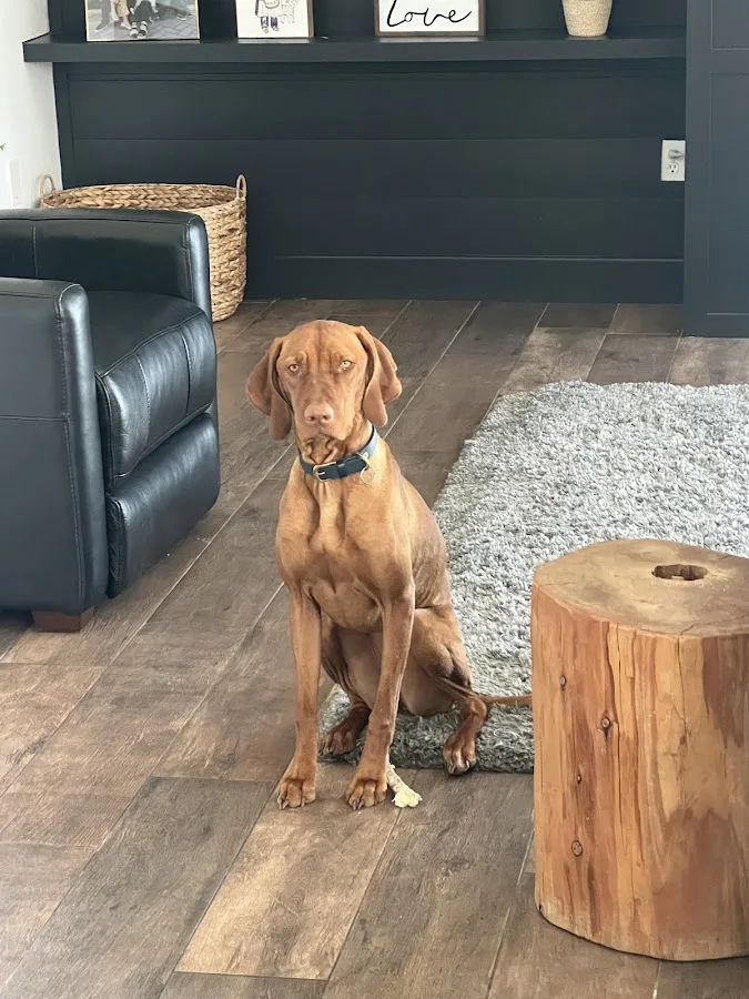 American Pet Hospital