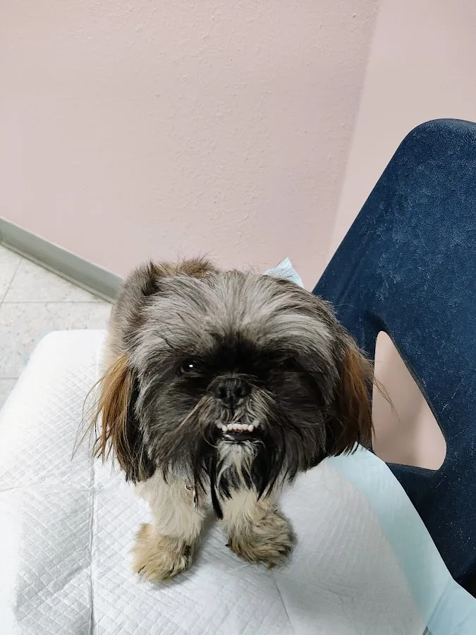 Angel Of Mercy Animal Critical Care, Inc.