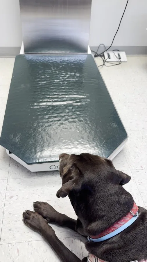 Angel Of Mercy Animal Critical Care, Inc.