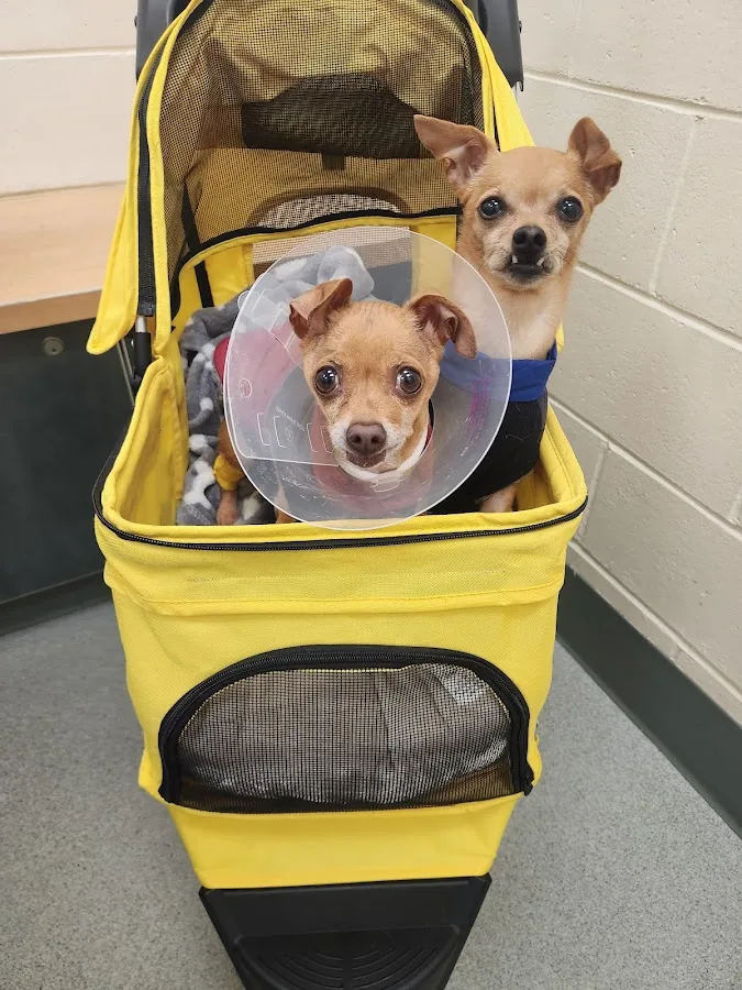 Angell Animal Medical Center