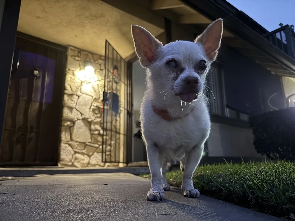 Animal Ambulance of Southern California Inc.